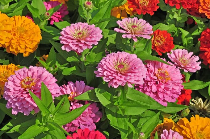जीनिया – Fastest Growing Flower From Seed Is Zinnia In Hindi